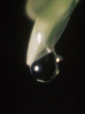 Raindrop