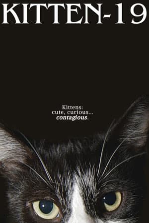 Kitten-19