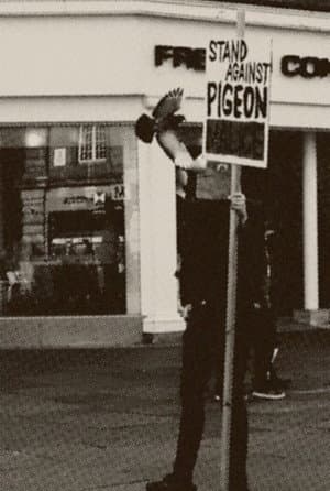 Pigeon Mafia Takes out the Trash
