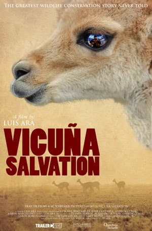 Vicuña Salvation