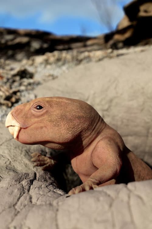 Mammal Origins