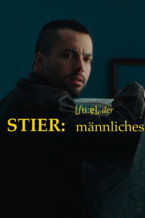 Stier