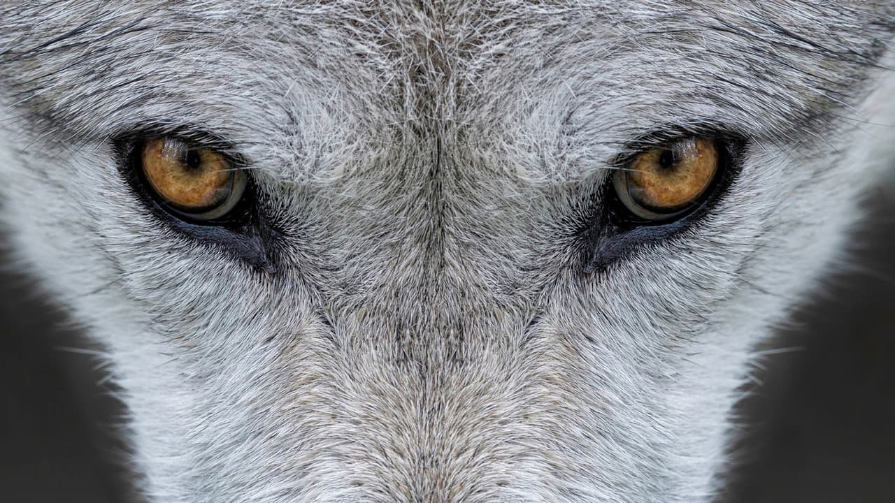 Yellowstone Journals