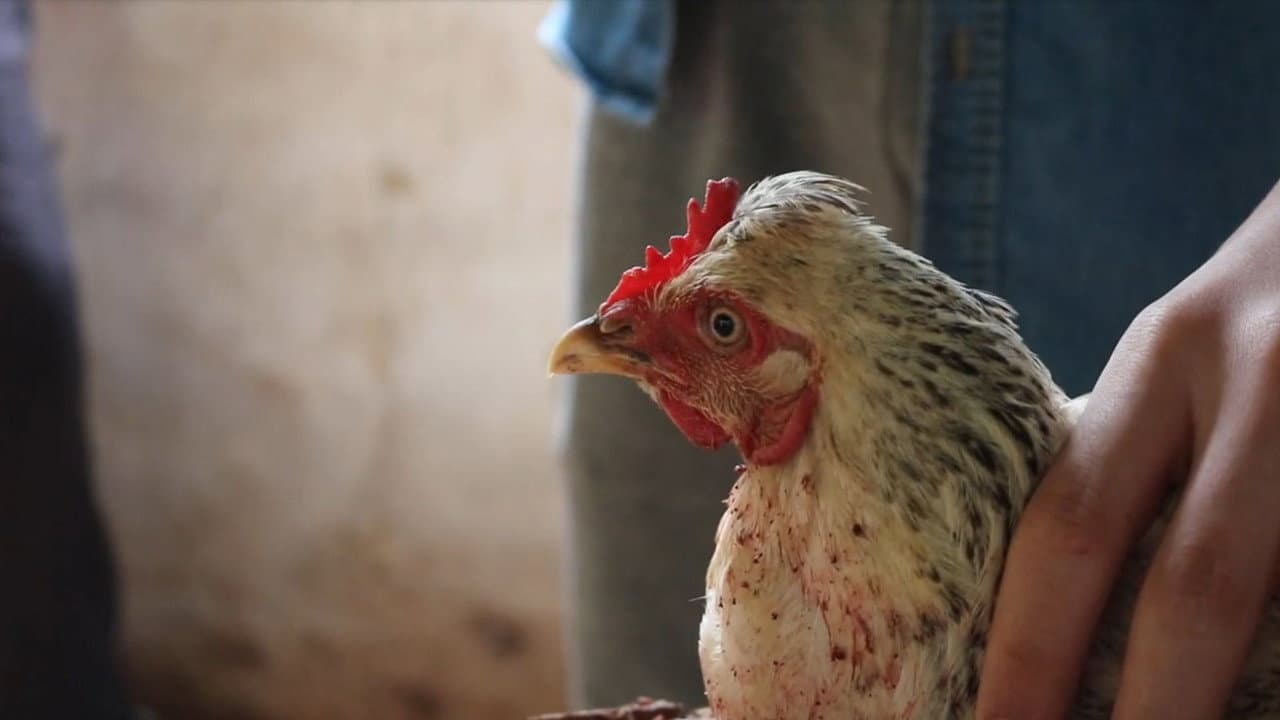 Dead Chicken