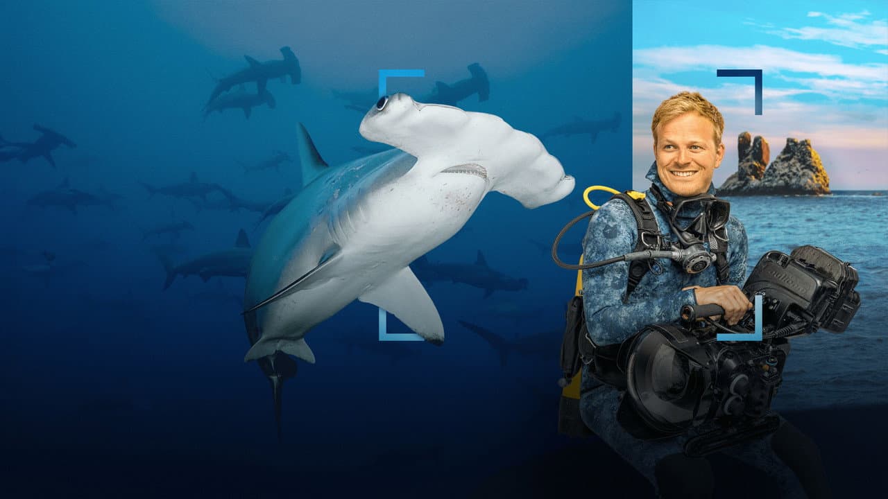 Hammerhead Sharks Up Close with Bertie Gregory