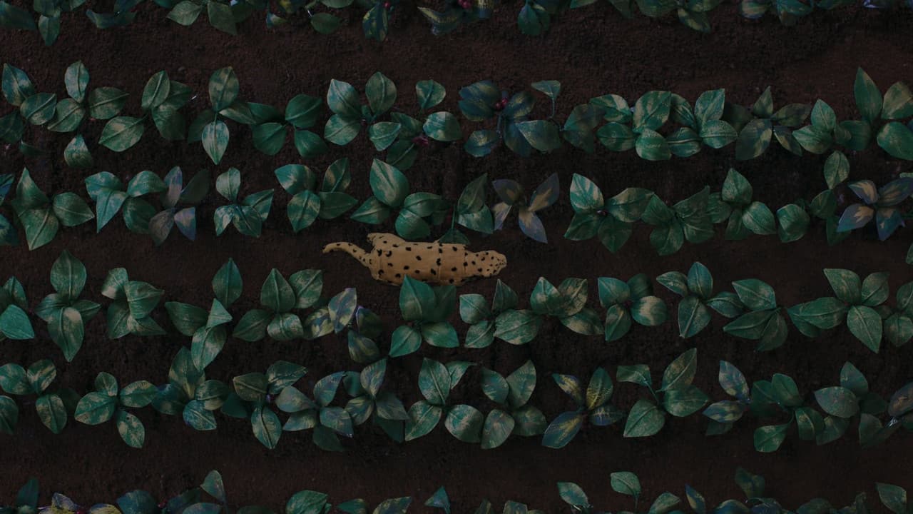 The Sound of the Jaguar
