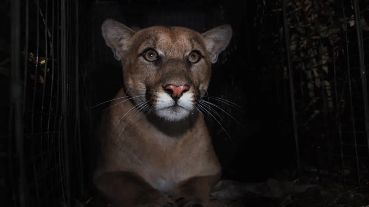 The Mountain Lion and Me