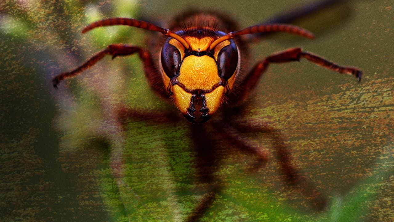 Killer Hornets from Hell