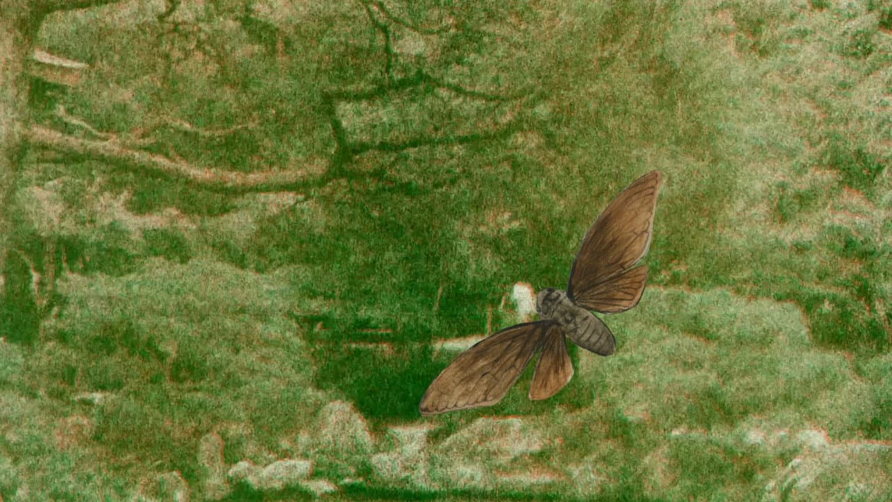 Midori Matsumoto’s: The Life Cycle Of A Cicada