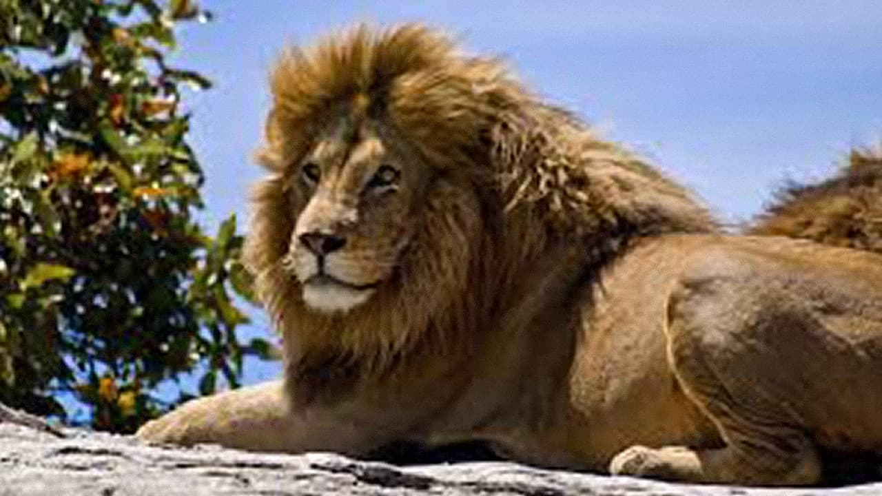 The Ultimate Guide: Big Cats