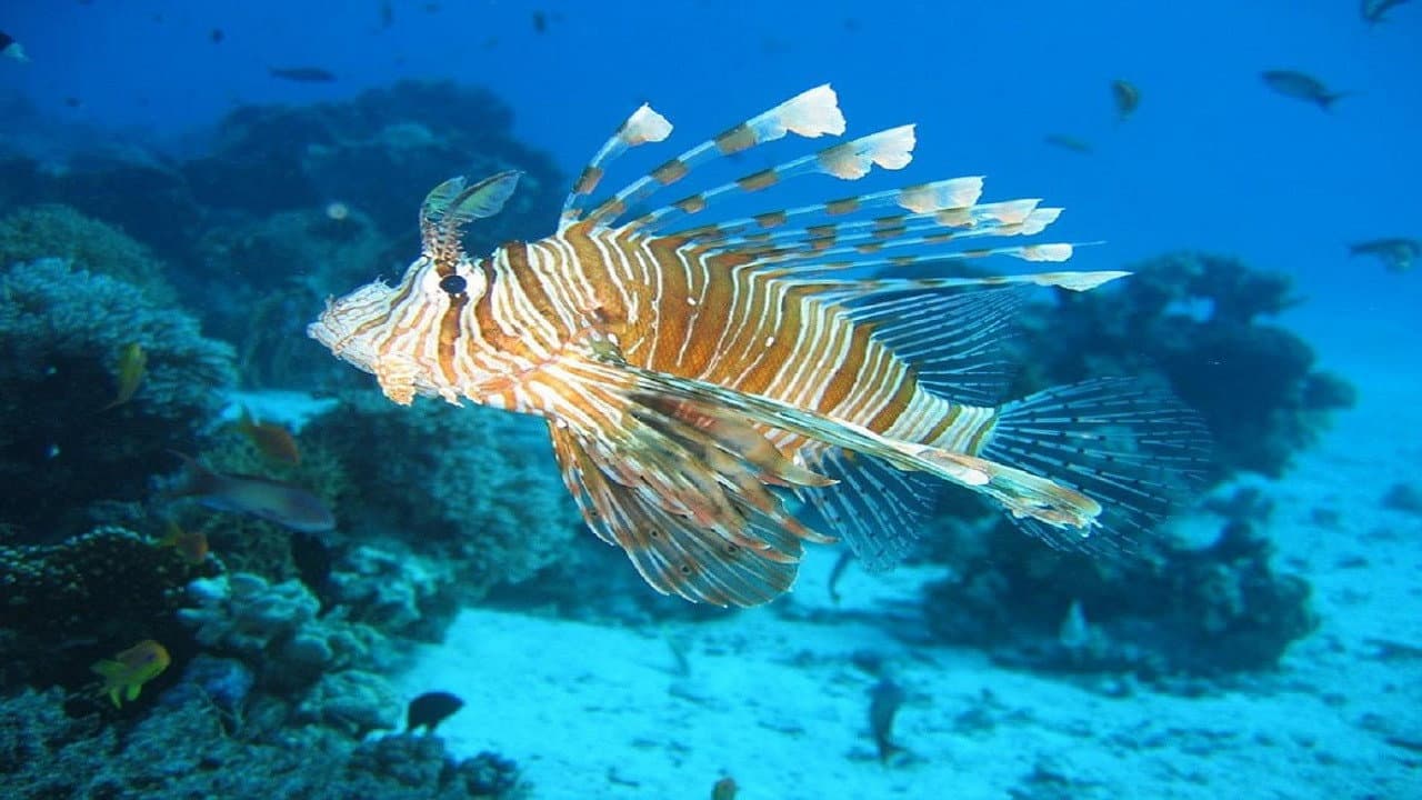 Mediterranean Sea