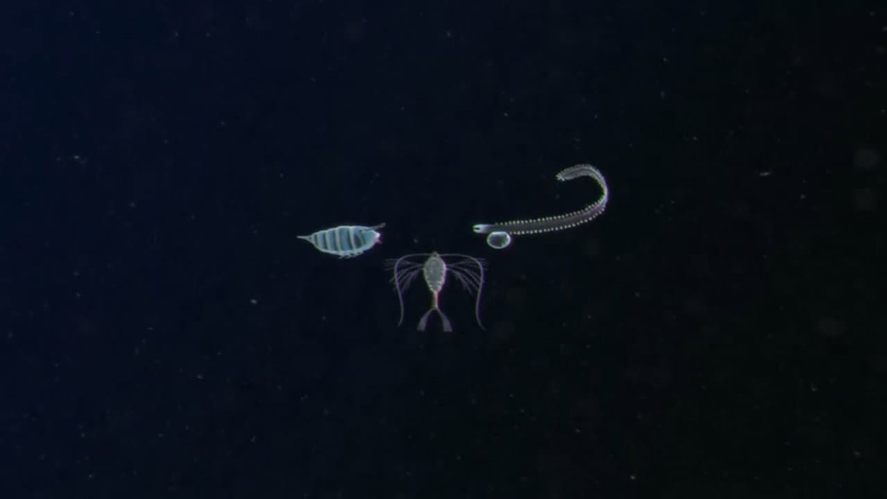 Plankton