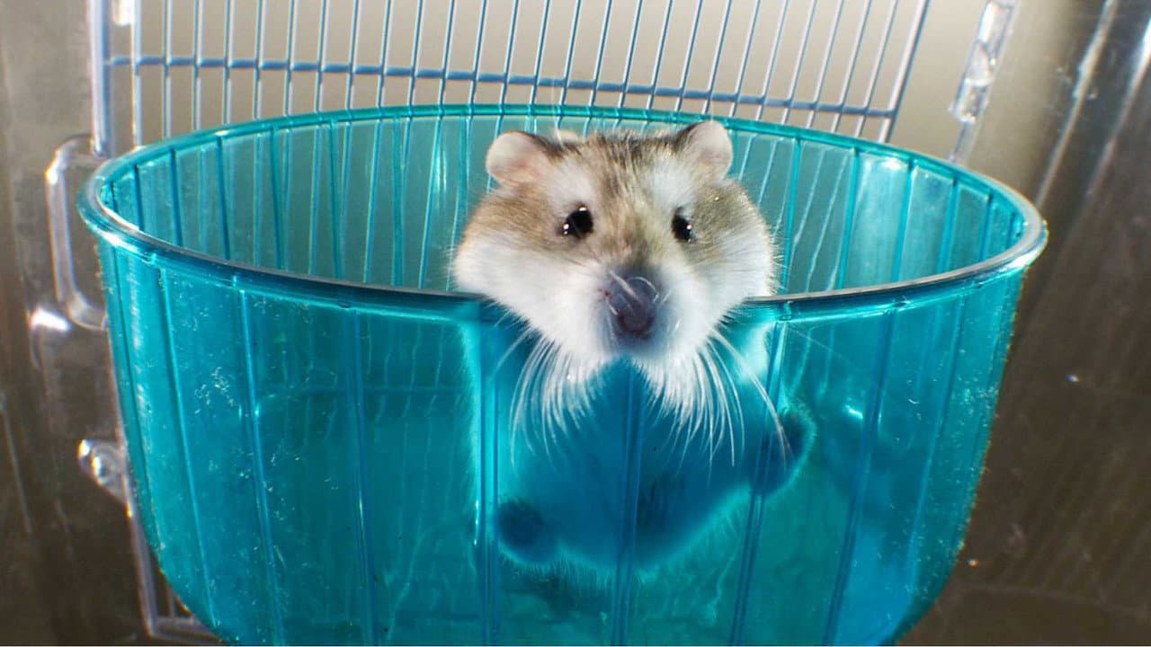 Pets: Wild at Heart