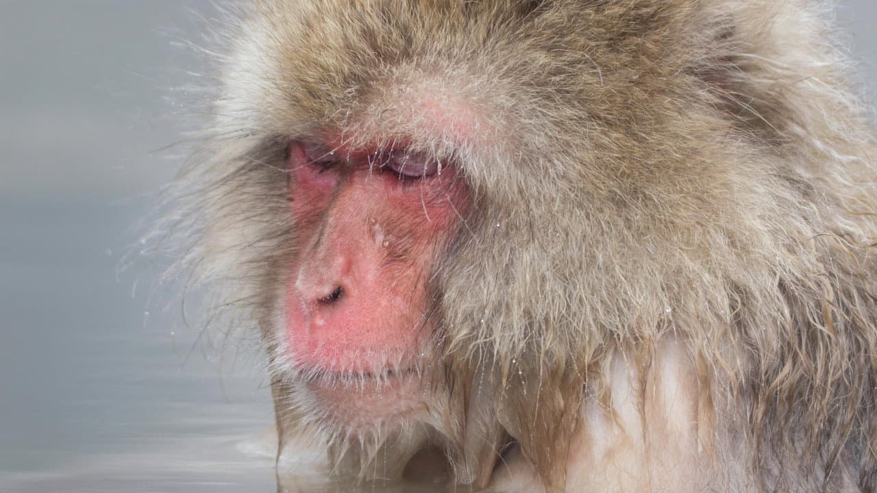 Asia's Wild Secrets