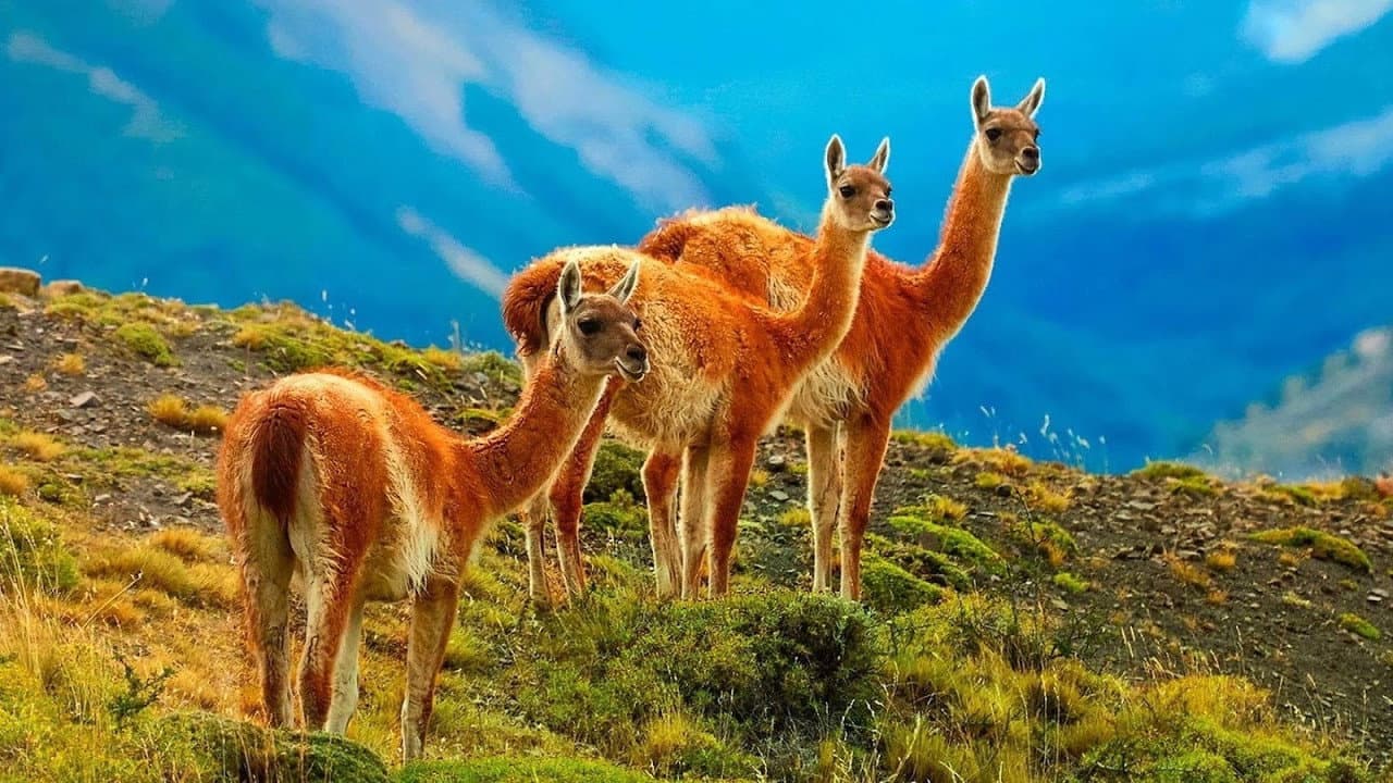 Wild Chile: Un viaje salvaje