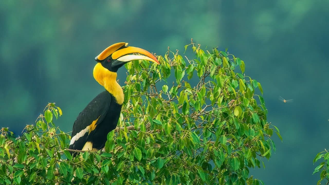 Nilgiris - A Shared Wilderness
