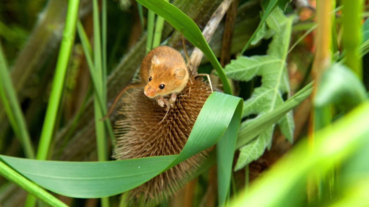 Yorkshire: A Year in The Wild