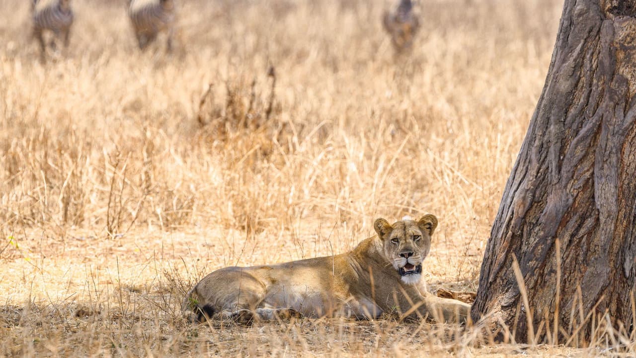 The Last Lions
