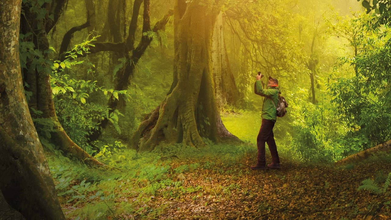 The Hidden Life of Trees