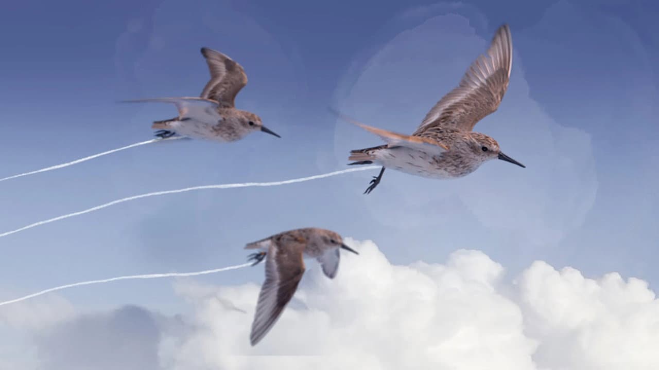 Flyways: The Untold Journey of Migratory Shorebirds