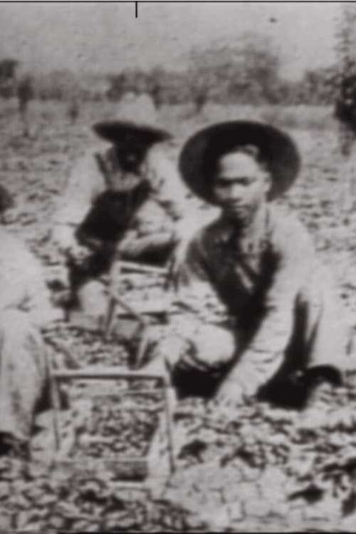In No One's Shadow: Filipinos in America